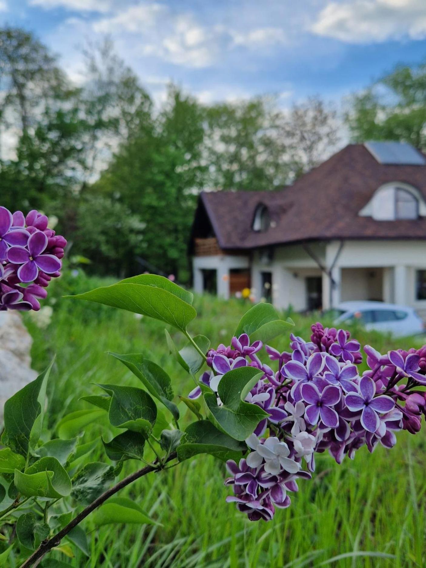 Provence Suceava Hotel Luaran gambar