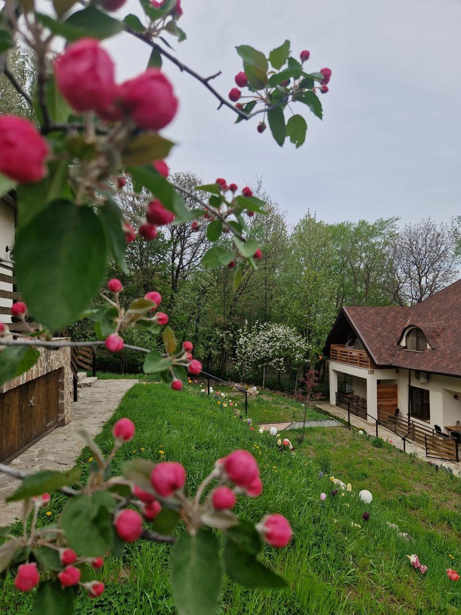 Provence Suceava Hotel Luaran gambar